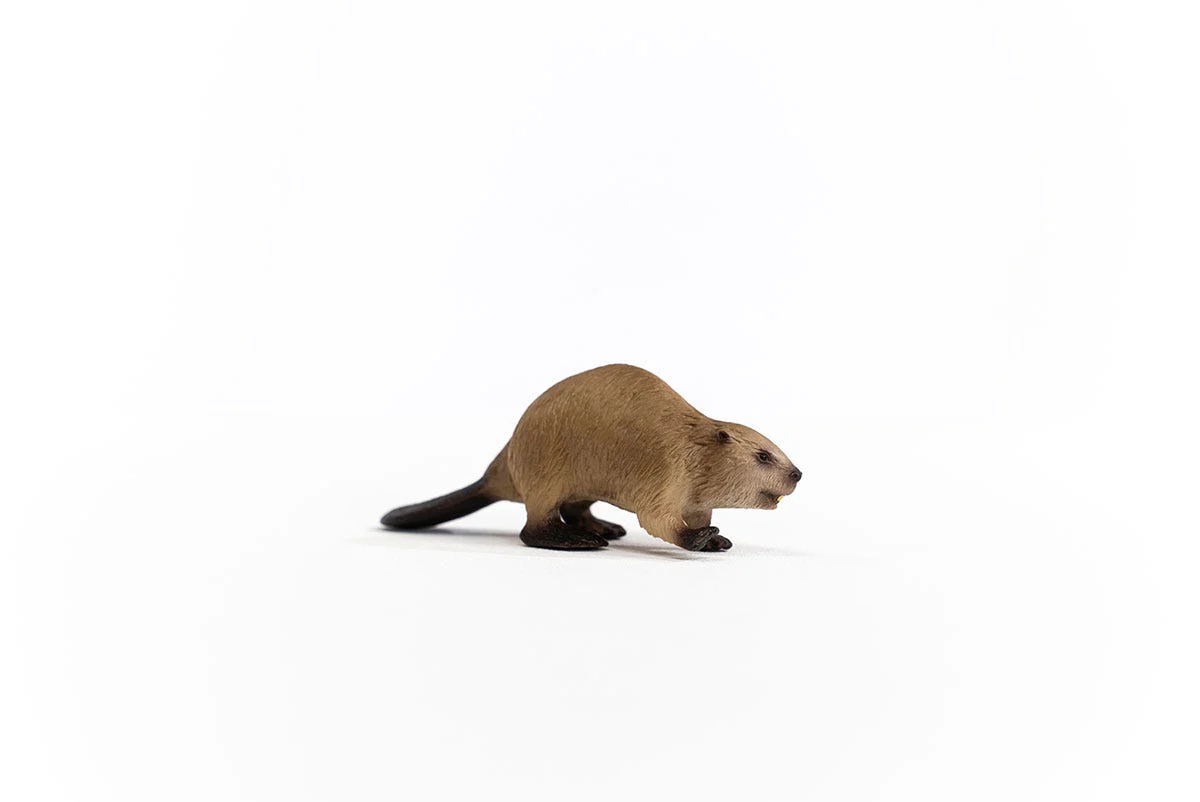Bever - Image 4