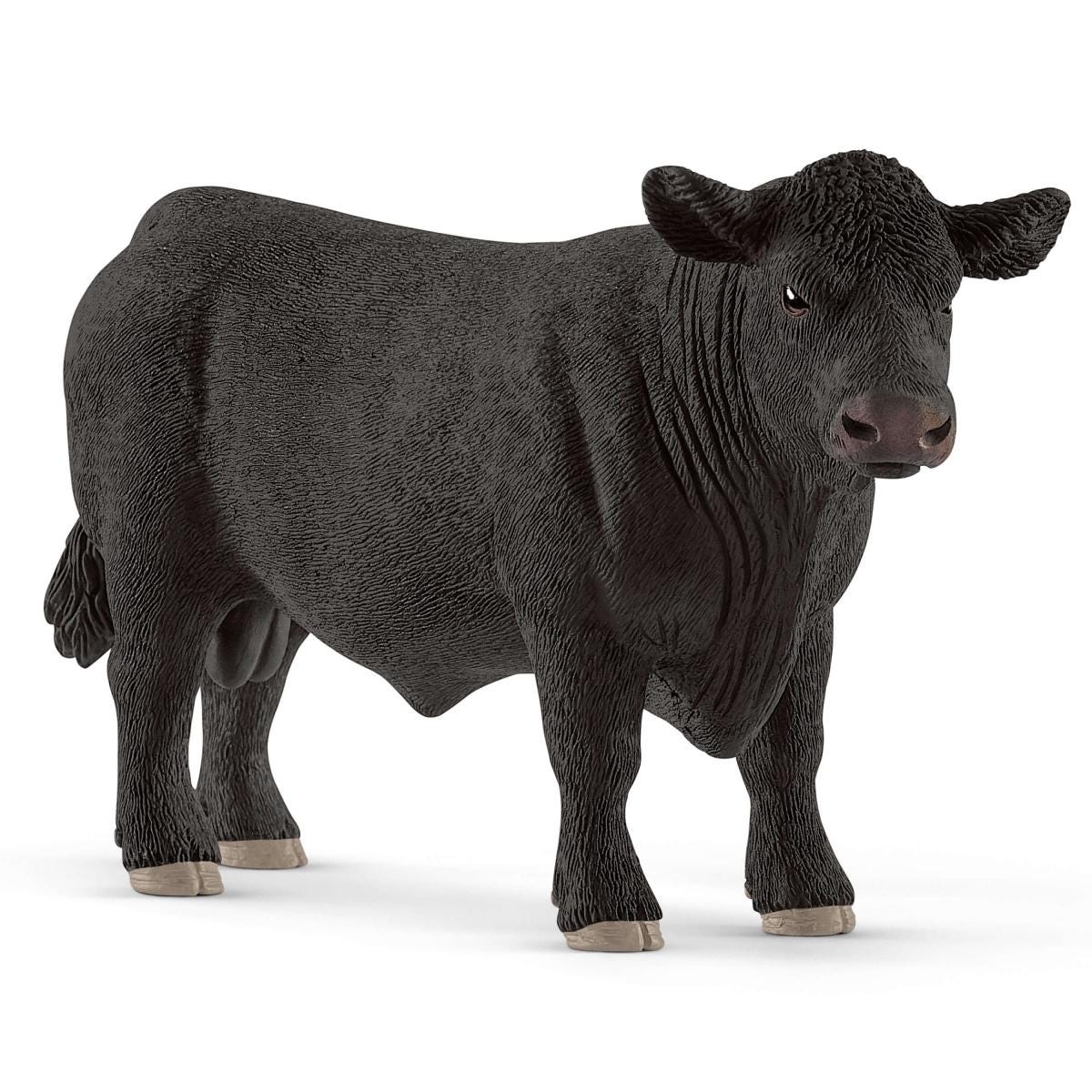 Black Angus stier