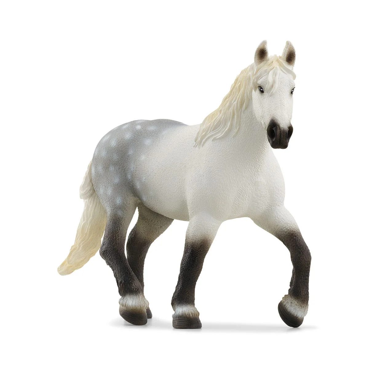 Percheron merrie