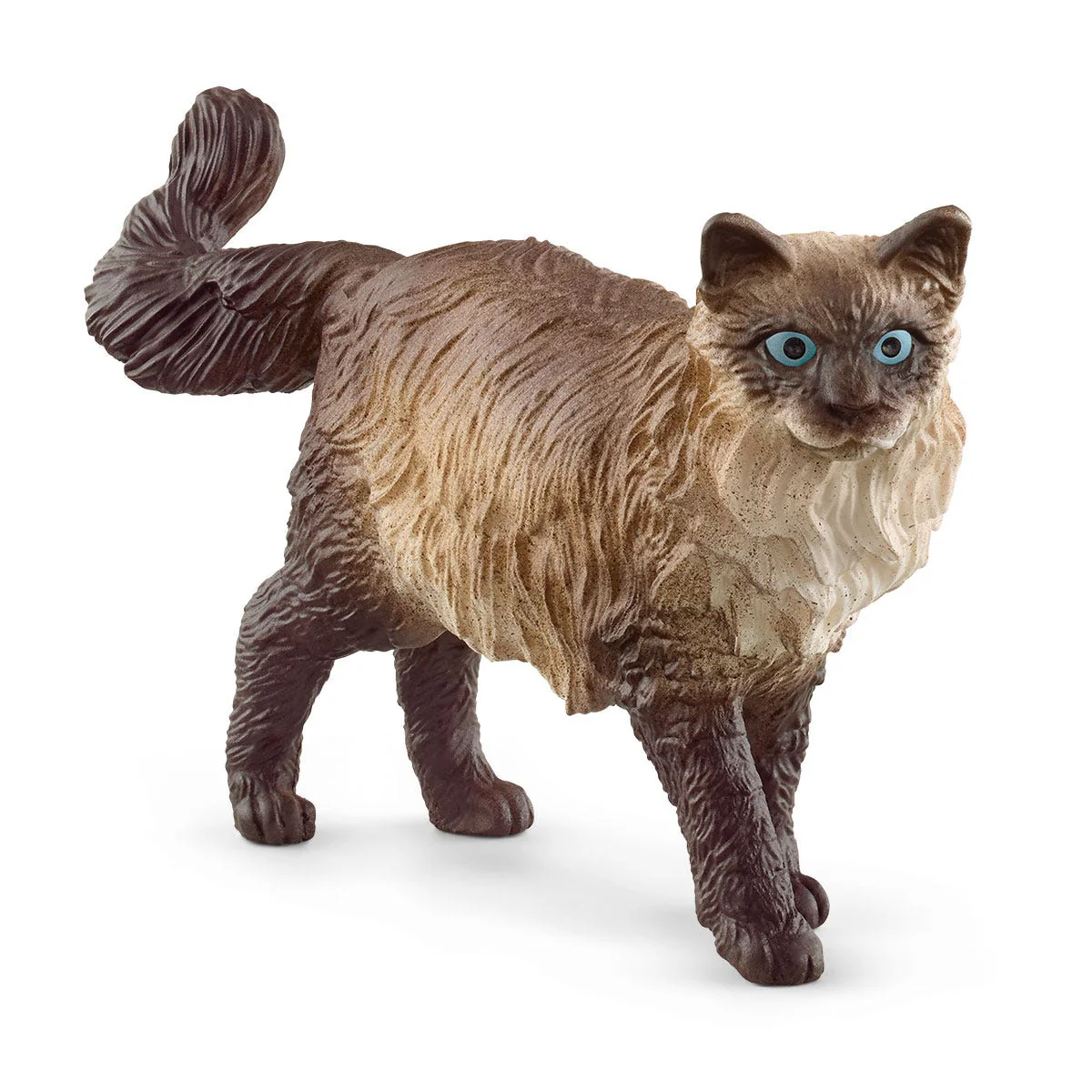 Ragdoll kat