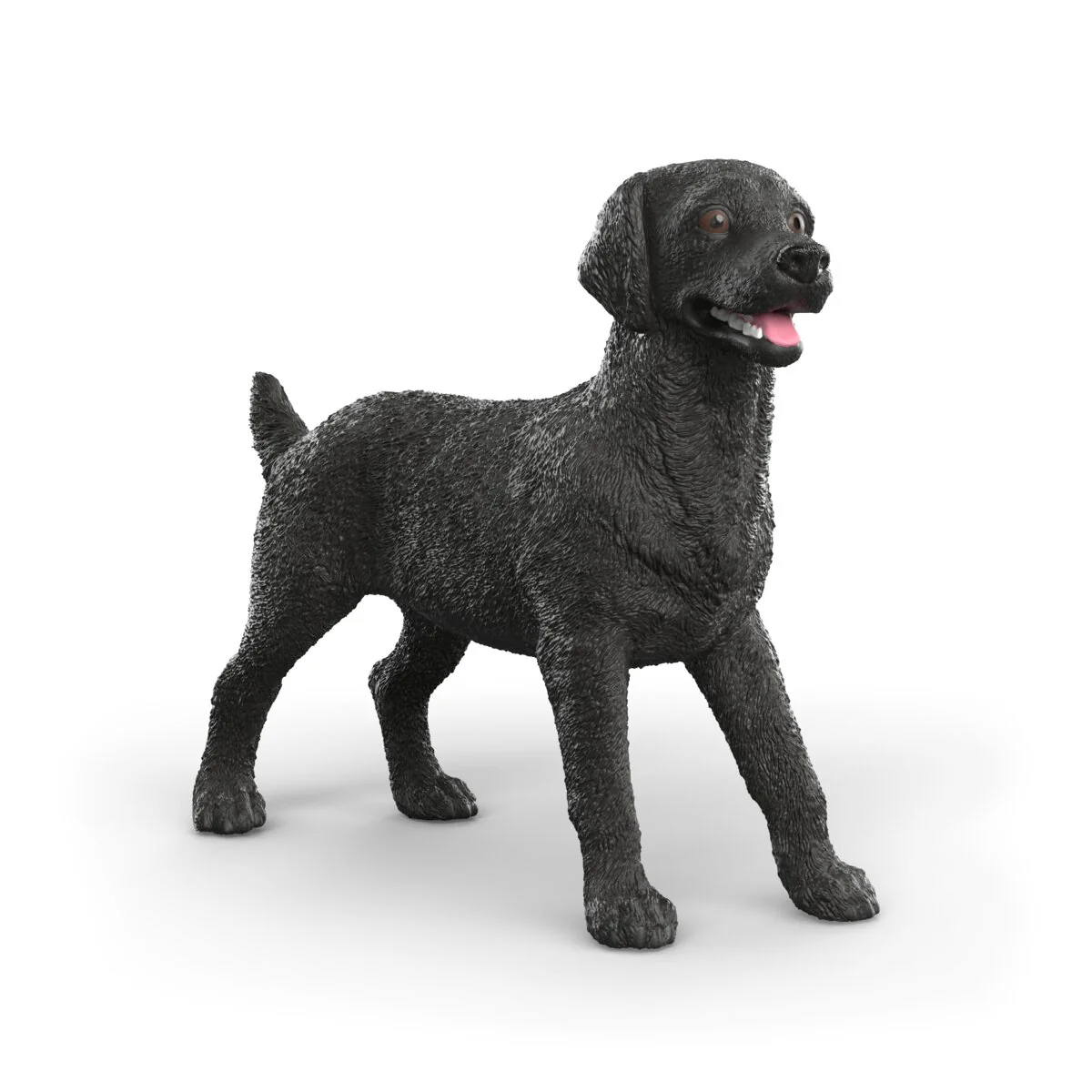 Zwarte Labrador-retriever teef